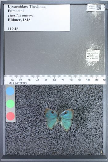 Media type: image;   Entomology 69216
